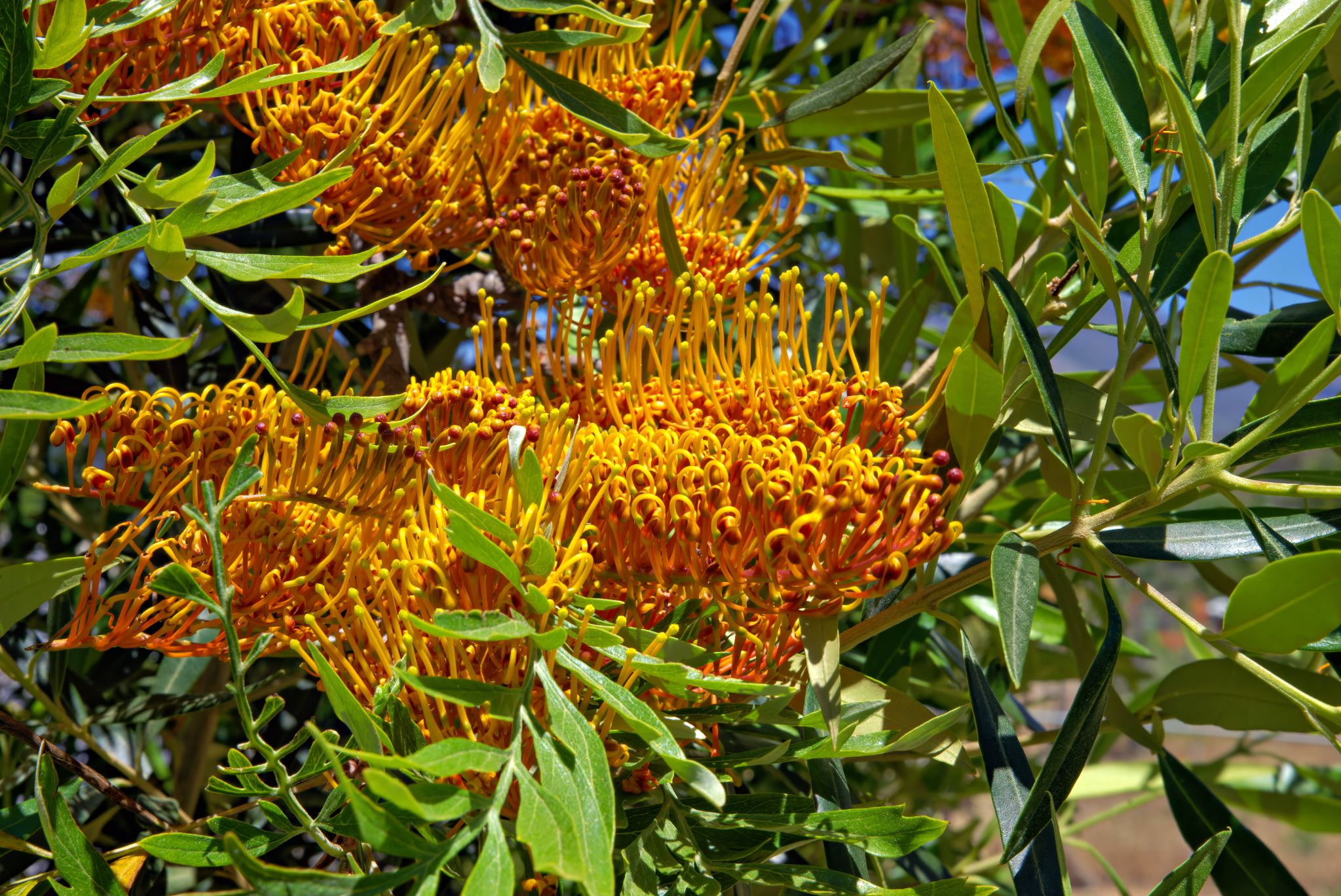 Grevillea, auch als südliche Seideneiche bekannt, beeindrucken durch ihre markanten Blütenstände in leuchtenden Orange- bis Goldgelbtönen. Trotz ihres Namens zählen sie nicht zu den echten Eichen, sondern gehören zur Familie der Proteaceae.